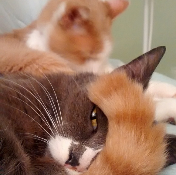 Meet the posher - Picture 1 of 1